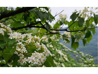 五月雪纷！三芝、石碇赏桐花热闹登场