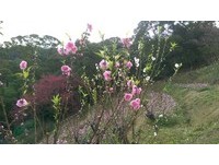春节赏花正当时！花香弥漫猫空　杏花、波斯菊争相比美
