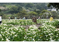 田里的海芋等你采　阳明山“竹子湖海芋季”20日登场