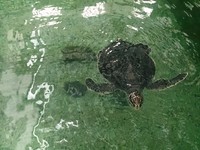 一起营造海龟的家　澎湖可望推“海龟保育生态之旅”