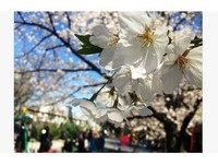 花都开好了！日本关东最早　东京吉野樱提早3天绽放