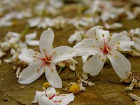 满天飞舞四月雪！客家桐花祭4月4日登场展春意
