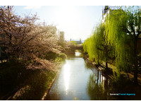 京都绝美中书岛运河　金黄夕阳洒落河畔樱花