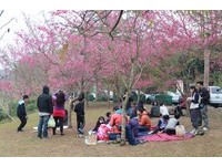 粉红色浪漫约会点！鹿谷石马公园山樱花、河津樱盛开