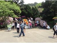 不只海芋开！8万杜鹃齐放　阳明山“杜鹃花季”也登场