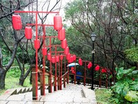 到山林间走春　黄金博物馆“樱花道”大红灯笼高高挂