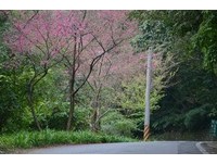 9条新北市新春赏樱路线　跟着樱花一起去旅行