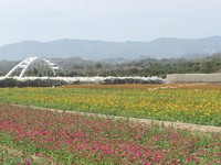 数千太阳花将你淹没“全台最大向日葵迷宫”高雄登场