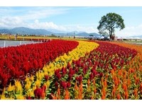 台中新社花海开幕挤爆！5个赏花攻略、贴心提醒报你知