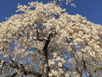 百年白色樱花　名古屋丰田市洞泉寺的“脱俗感动”