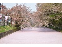 日本青森出现全粉红“樱花河”　场景美到让人尖叫
