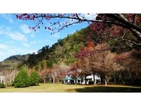 奥万大樱花季小旅游！体验小提琴制作、DIY木工纪念品