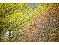 高雄7花现芳踪　最新赏花情报懒人包