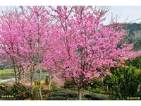 阿里山赏樱最前线　五种樱花皆八分至满开