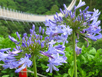 4000株“爱情花”盛开　南投天空之桥紫花海好浪漫