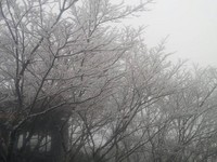 好冷啊！宜兰太平山清晨降雪　山峦大地变银白