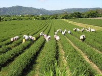 全台7家亮点茶庄　让台湾好茶变观光景点