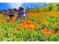 2015太麻里金针花季8月1日开幕！交管与赏花列车启动