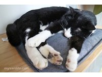 温哥华猫咪咖啡馆新开幕　喜欢“它”就带回家！