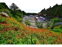 暑假游阿里山不可错过美景　“橘色菖蒲花毯”铺洒山林