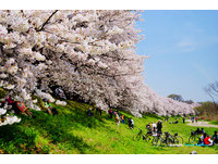 春日限定！京都10大必访“赏樱”圣地