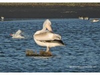 迷途旅客造访？“送子鸟”卷羽鹈鹕现身鳌鼓湿地