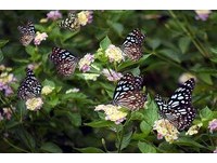 赏紫斑蝶季节到！西拉雅7/11起　14场赏蝶活动登场