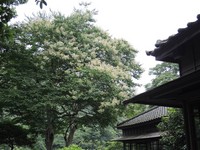 百年九芎花飘落心字池　新北“太子宾馆”最美夏日雪景