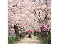 岩手县4月底樱花盛开　全国百选“樱之回廊”超美