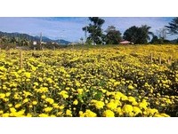 火红洛神花与金黄杭菊开遍东台湾！台东必去赏花4地点