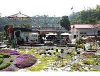 浪漫欧式私人花园！玫瑰、山樱、炮仗花相伴的午后时光