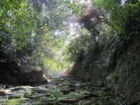 穿过小桥越过树海　到猫空茶香环状步道寻访山林秘境