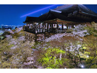 日本京都五大赏樱名所　网友最爱“清水寺”