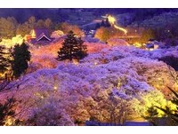 日本赏樱首选高远城　“天下第一樱”铺成粉色天空