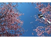樱花还没开　“2015武陵樱花季”四大疏运措施抢先公开
