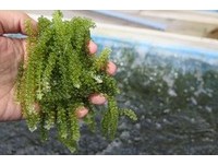 冲绳人的最爱！“海葡萄”农场体验　现场摘下可鲜吃