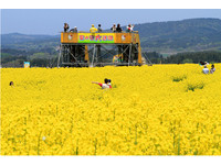 在金黄色田中跑马拉松　横滨町油菜花节17日登场