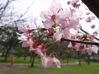漫步樱花树下！新竹公园1000株樱花纷纷绽放