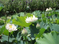 初夏最美风物诗！“北市后花园”大片白荷沿池畔绽放