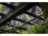 最美“紫藤花海”都在这！阿里山最佳赏花5地点报你知