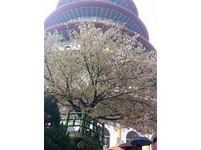 大雨打落樱花掉满地！淡水天元宫花况仅余两成