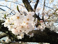 鹿儿岛、熊本樱花抢先开　“日本樱花季”正式开跑啦！