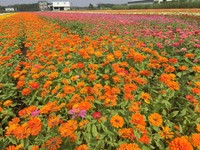 桥头花海周末登场！百花齐放赏“花漾年华”