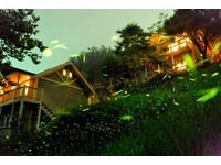 北市指南溪“免费赏萤导览”　与火金姑在山林间共舞