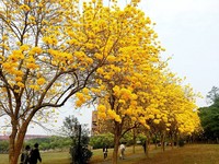 全台黄花风铃木赏花地点报你知　一起走进缤纷金色隧道