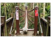二条编织大棉绳组合而成的吊桥　一次仅容二人通过