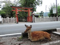 日本近铁一日券　玩遍京阪只要日币1500！