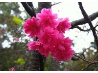惊！阳明山上樱花居然开了　原来是台风搞的鬼