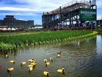 熊大、兔兔有新玩伴了！“黄色小鸭”游进屏东彩绘稻田