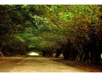 再也找不到这种美景！最美绿色隧道　都市重划将消失